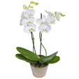 Beyaz 2'li Orkide 