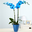 Mavi 2'li Orkide